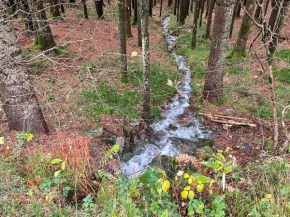 Chambres d'hôtes confortables en montagne avec animaux admis - FR-1-589-734 Ventron